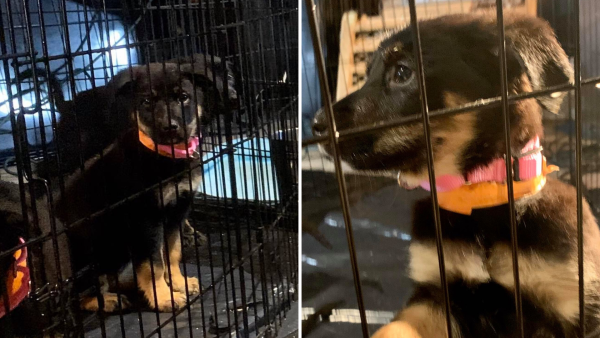 16 Lives Saved with Just ONE Flight