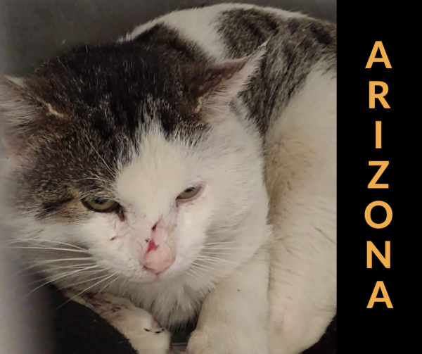 Arizona lost a leg to a gunshot, but he's now on his way to a better life