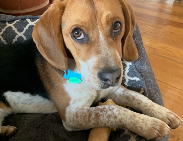 Michael's Big Beagle Rescue