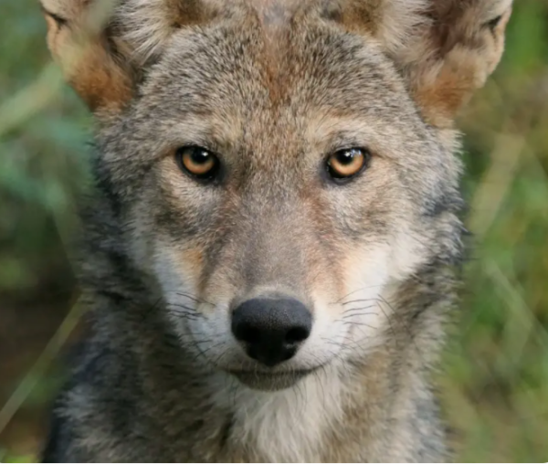 Pilots To The Rescue transports critically endangered American Red Wolf
