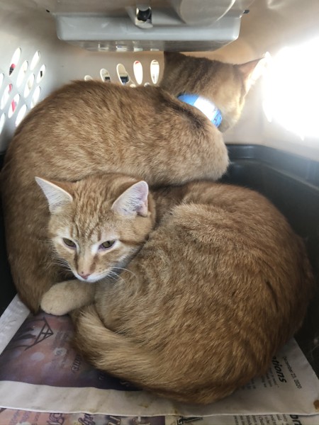 Cats Fly To The Rescue, Too!