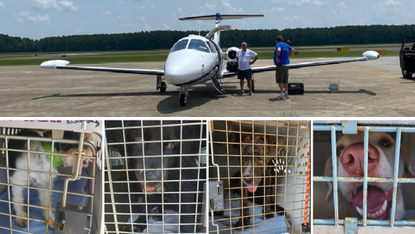 The Rescues Never Stop
