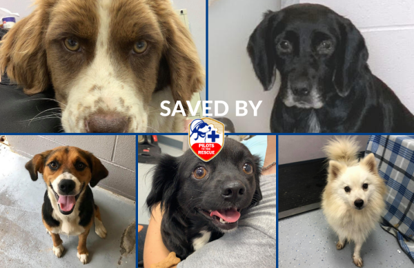 Dog Days of Summer Rescue