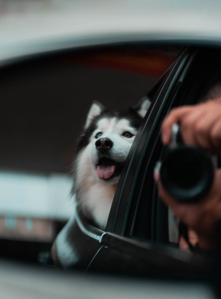 Tips to Remember When Welcoming a Pet Into the Family