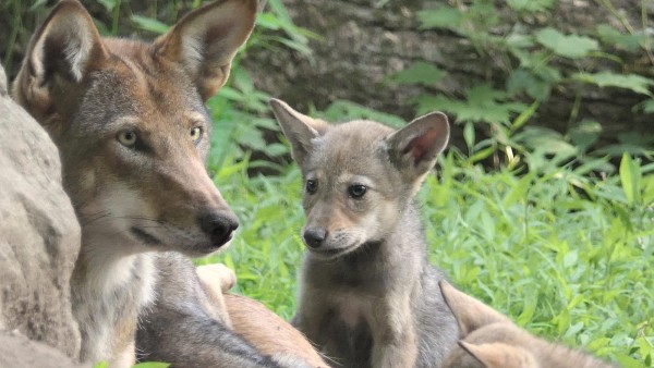 People.com: With Only 30 Red Wolves Left in the Wild, These 10 Newborn Pups Are Big News