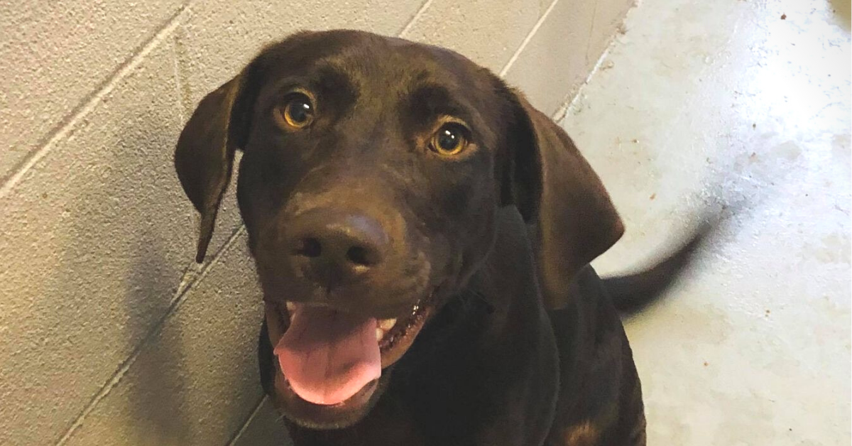 10 Reasons to Adopt A Shelter Dog - ASPCA