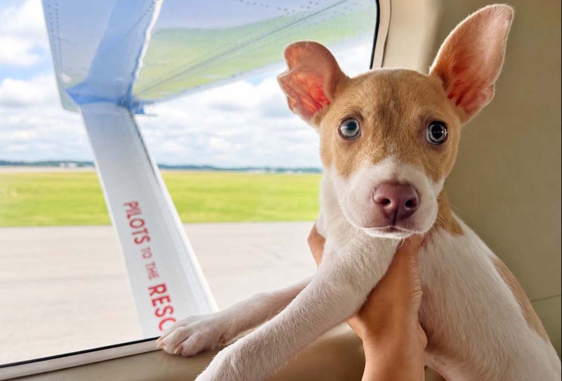Tofu on PTTR plane