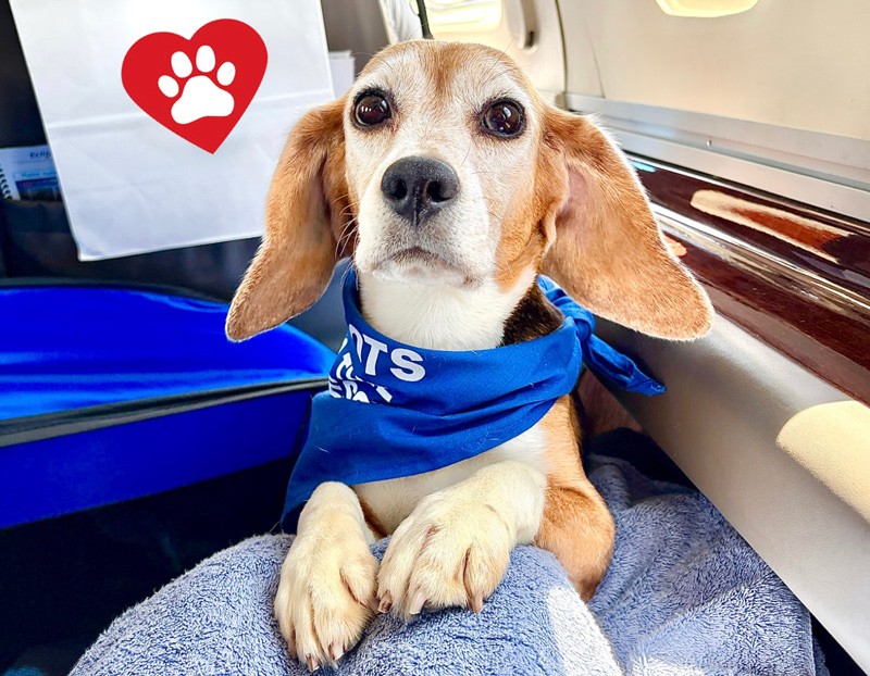 Beagle in blue bandana