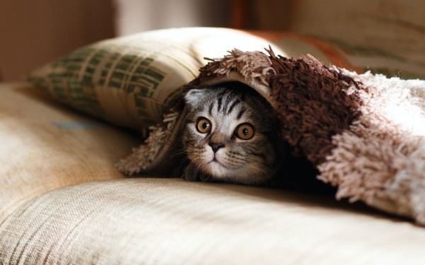 How to Catify Your Apartment: Expert-Approved Tips and Tricks to Transform Your Space into the Ultimate Catopia