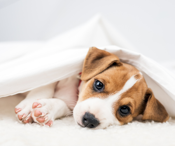 Impressive pet ownership stats you must see