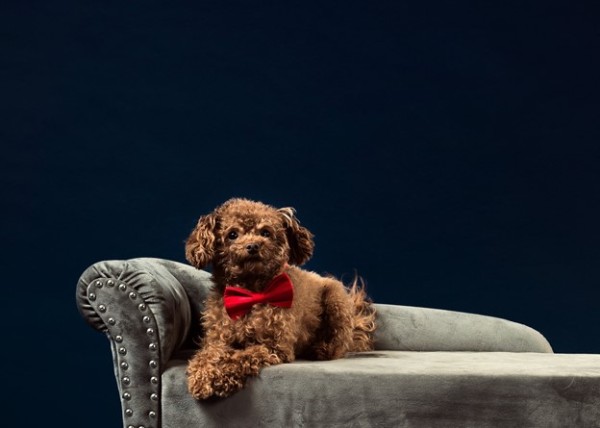 How to Help Your Pet Settle Into a New Living Environment