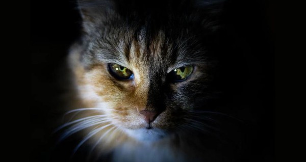 All the Facts About Cats You'll Ever Need - And More