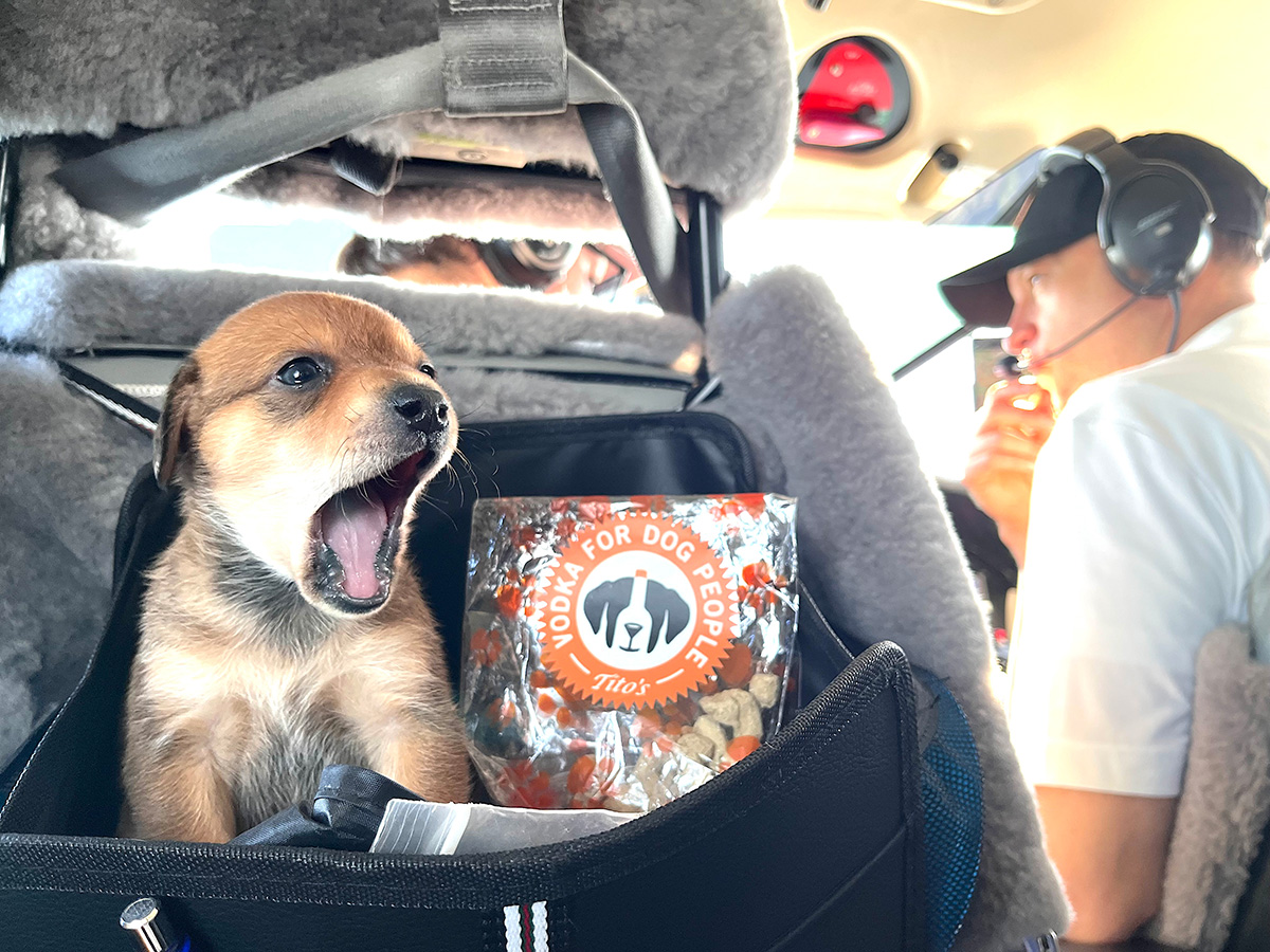 Puppy yawning in airplane next to bag of Tito's dog treats