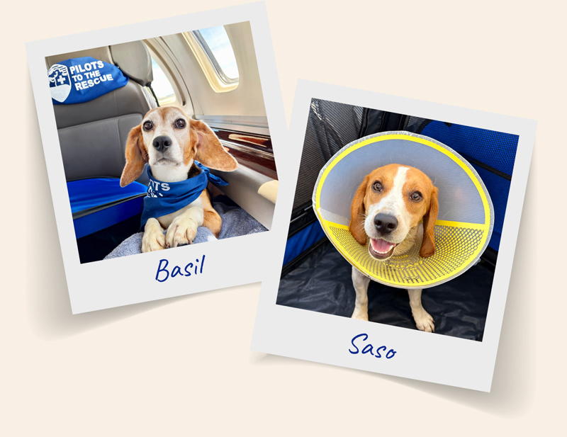 A rescued beagle wearing a Pilots To The Rescue bandana, looking at the camera in the cabin, and a rescue beagle in a cone of shame, looking into the camera