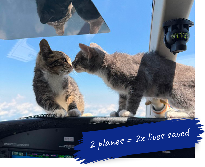 2 kittens on cockpit dashboard during flight