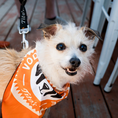 Dog with bandanna
