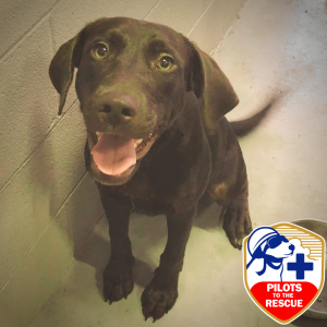 Dill, a rescued labrador retriever