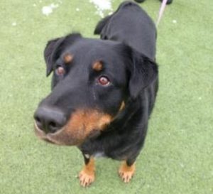 Adoptable dog