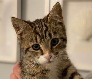 Cute tabby kitten