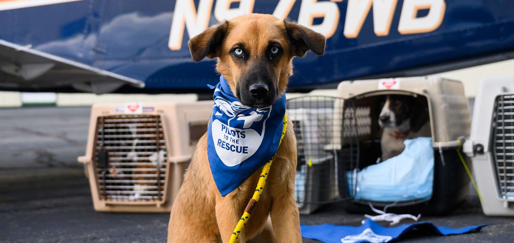 Animal Rescue Organization Pilots to the Rescue