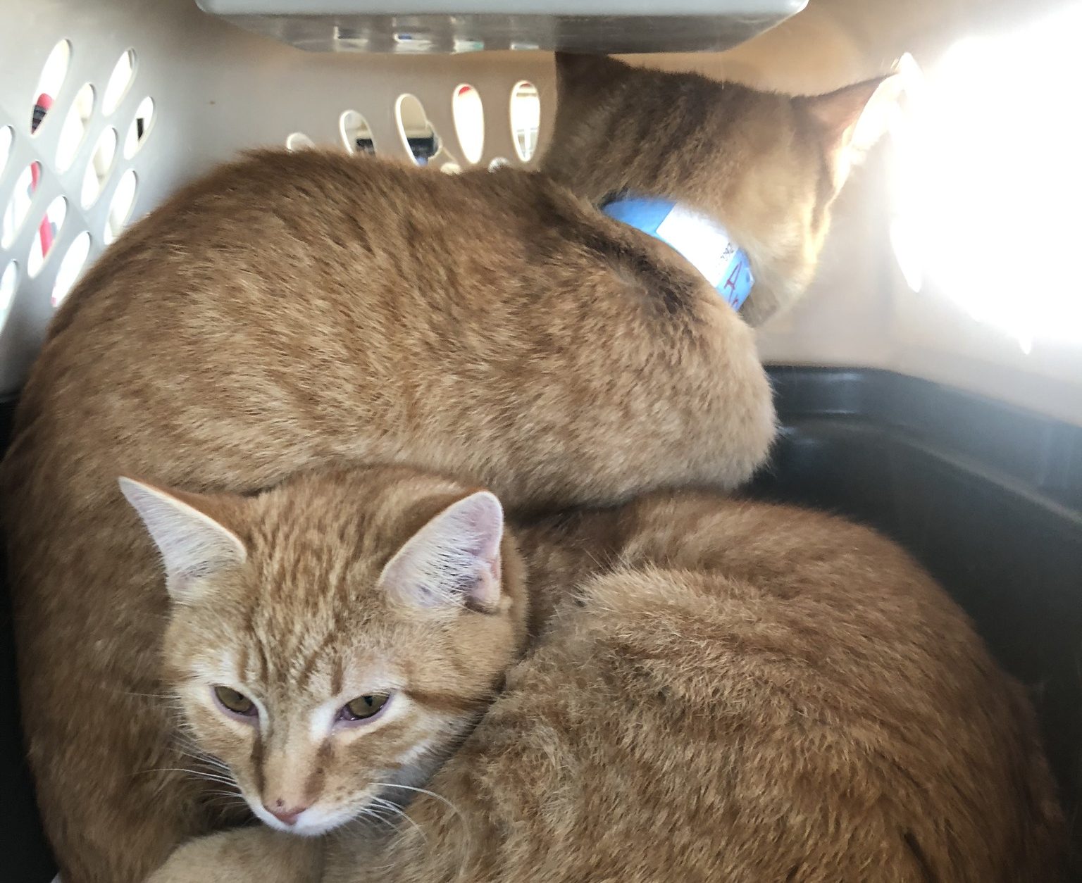 Two orange tabby kittens in a carrier on a plane