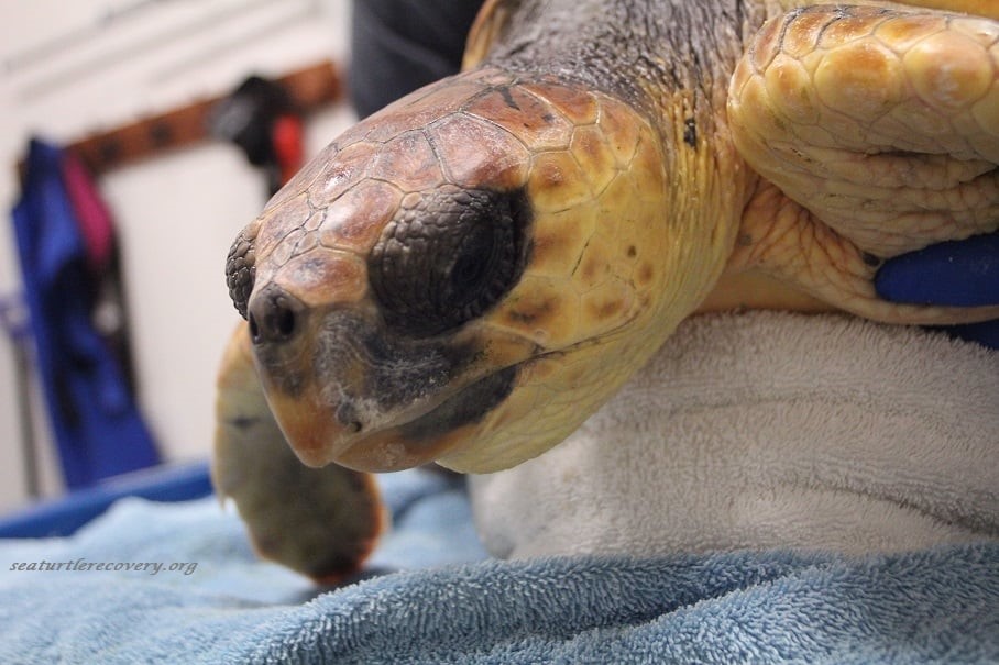 PTTR’s Heroic Efforts Saved A Juvenile Loggerhead Turtle