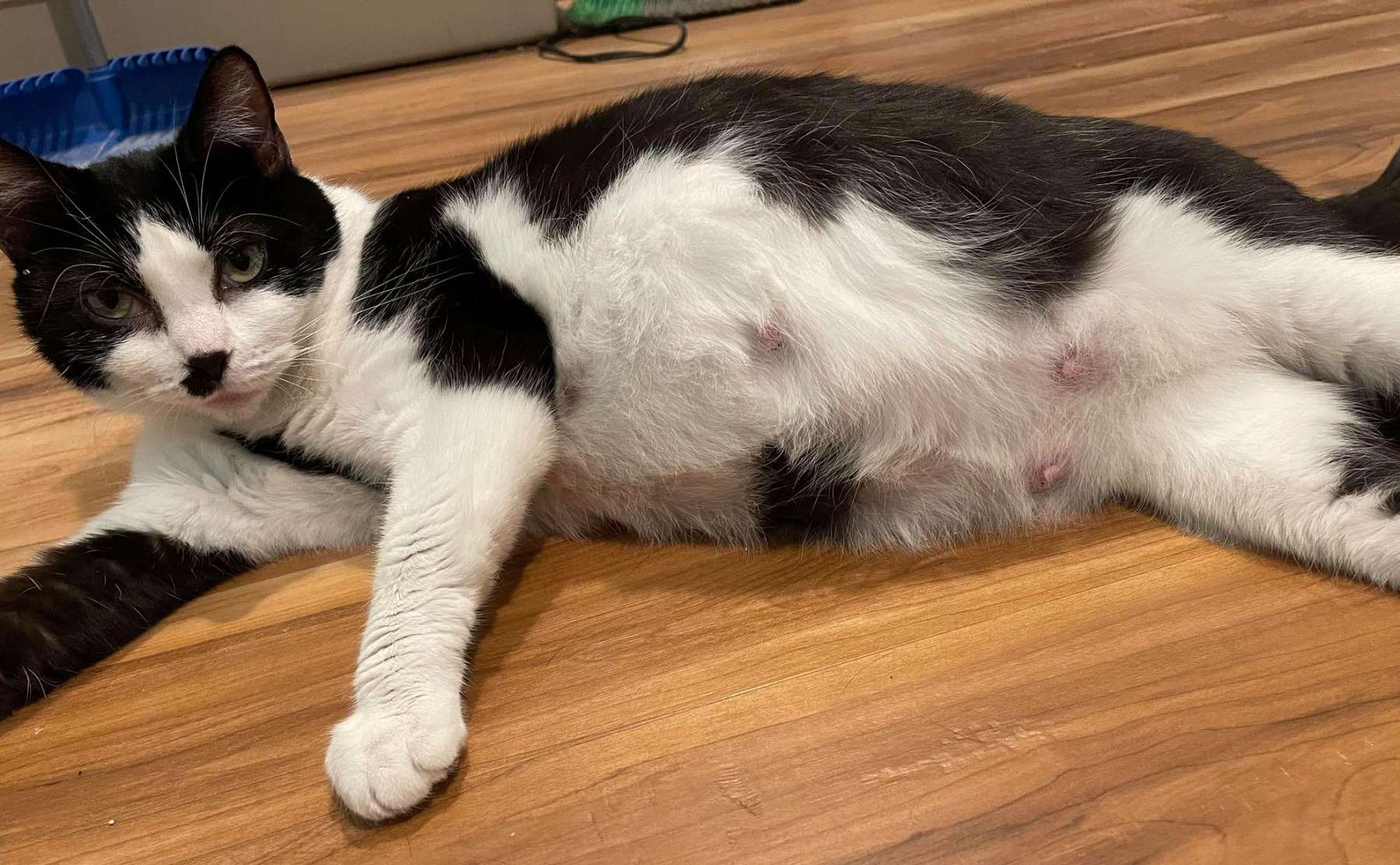 Pregnant black & white cat